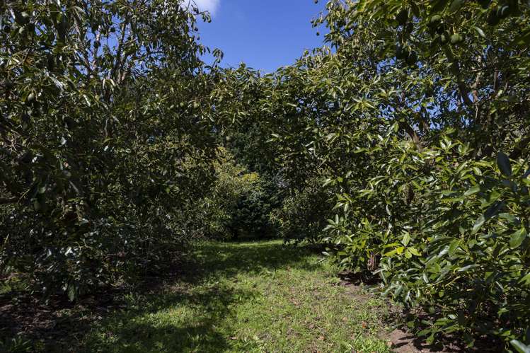 Lot Lot 8/27 Turk Valley Rd Pukenui_5