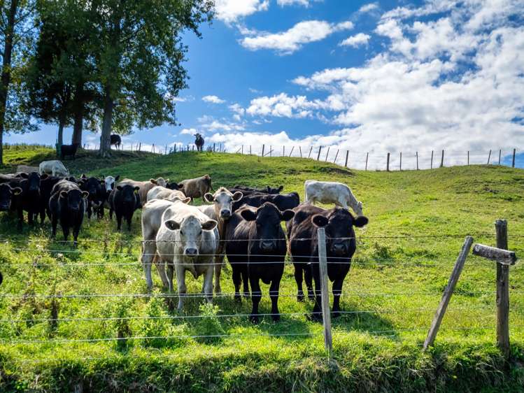 372f Wairoa Road Wairoa_40