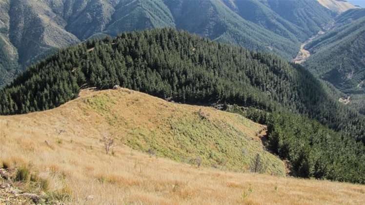 1234 Leatham Road Wairau Valley_11