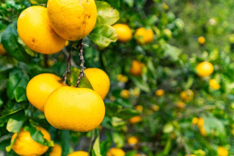 20d Driftwood Place Mangawhai Heads_27