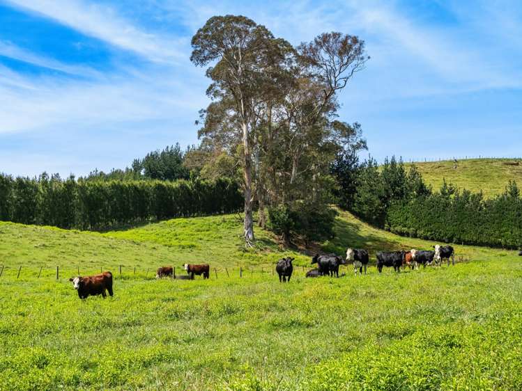 449 Crawford Road Te Puna_10