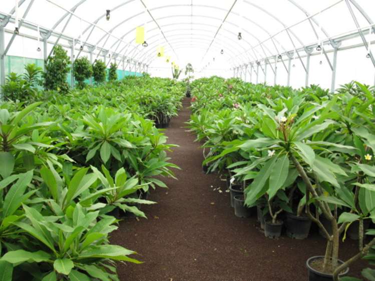 330 West Coast Road Awanui_3