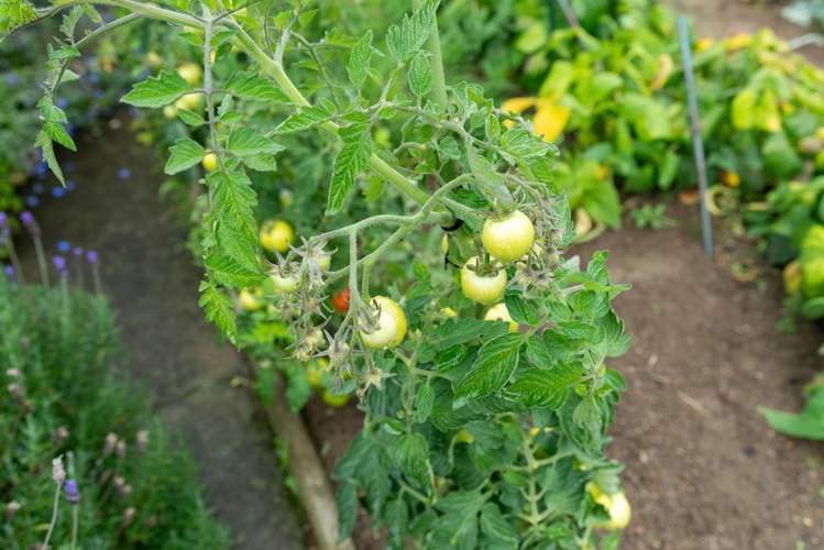 9 Chester Street Levin_14