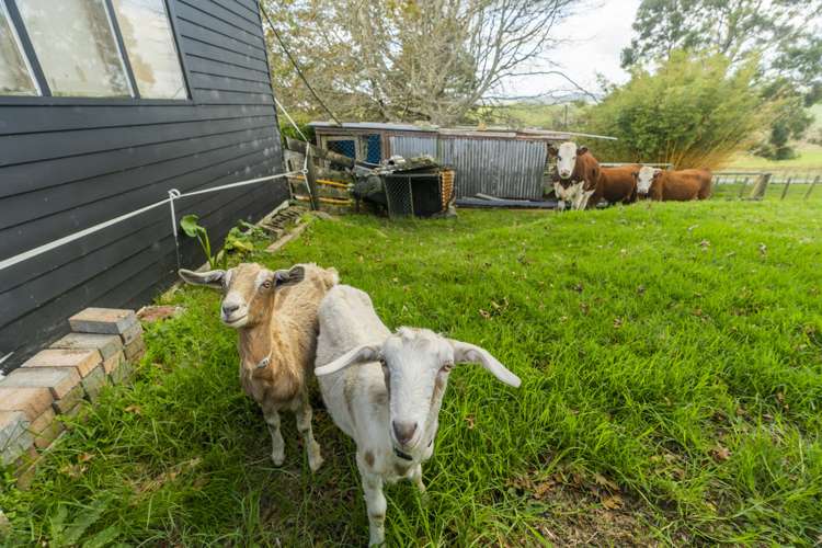 210 Milne Road Ruatangata_14