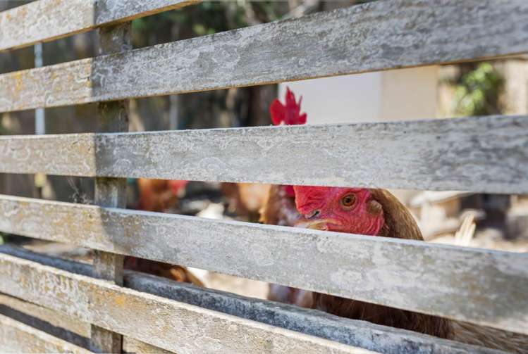 432 Whangaparaoa Road Stanmore Bay_24