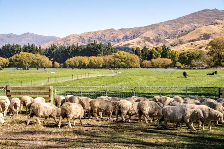 446 Cardrona Valley Road Wanaka_13