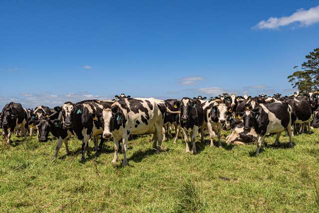 731 Puhipuhi Road Whakapara_2