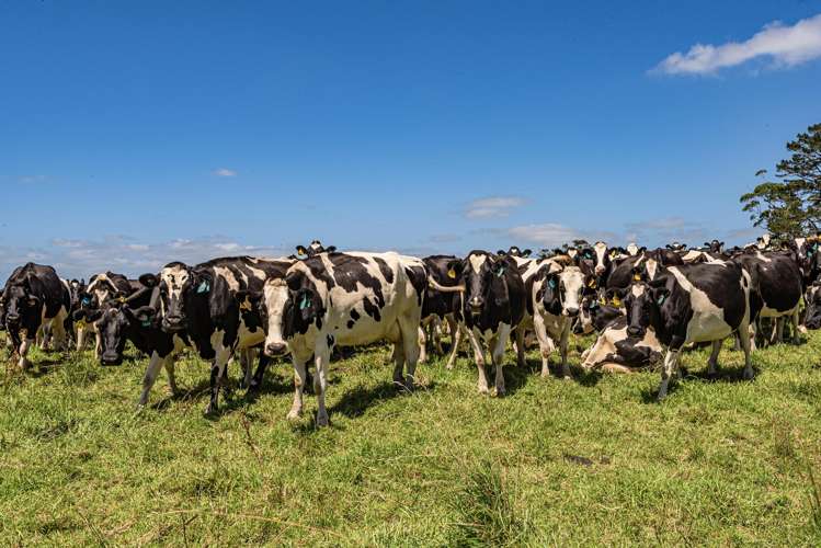 731 Puhipuhi Road Whakapara_2