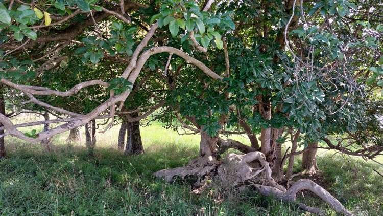 Lot/1 Arcadia Road_4