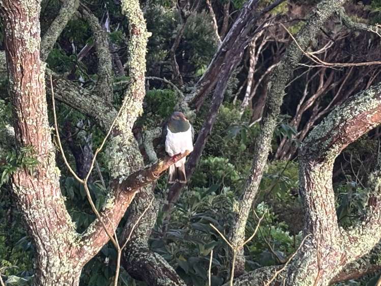 43 Doves Bay Road Kerikeri_18