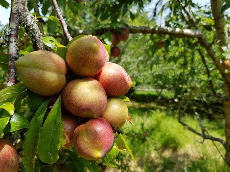 278 State Highway 12 Omapere_8