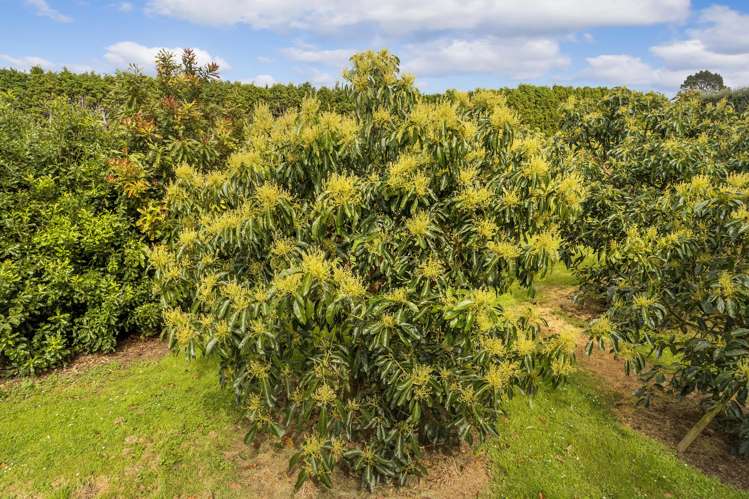 59 Pine Ridge Lane Aongatete_7