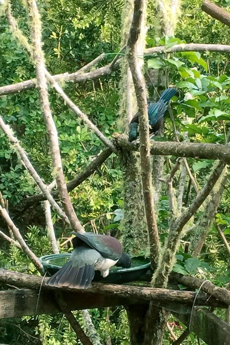 10 Waitaua Road Kauri_20