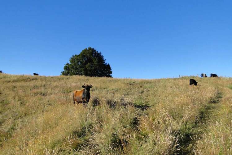 135 Canaan Road Kahurangi National Park_26