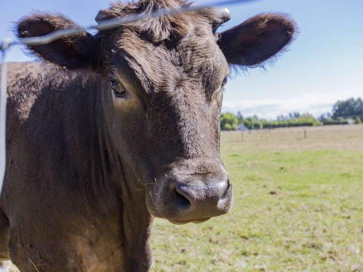 31 Church Bush Road Tuahiwi_31