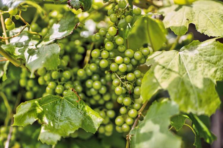 25 Oxford Street Martinborough_25