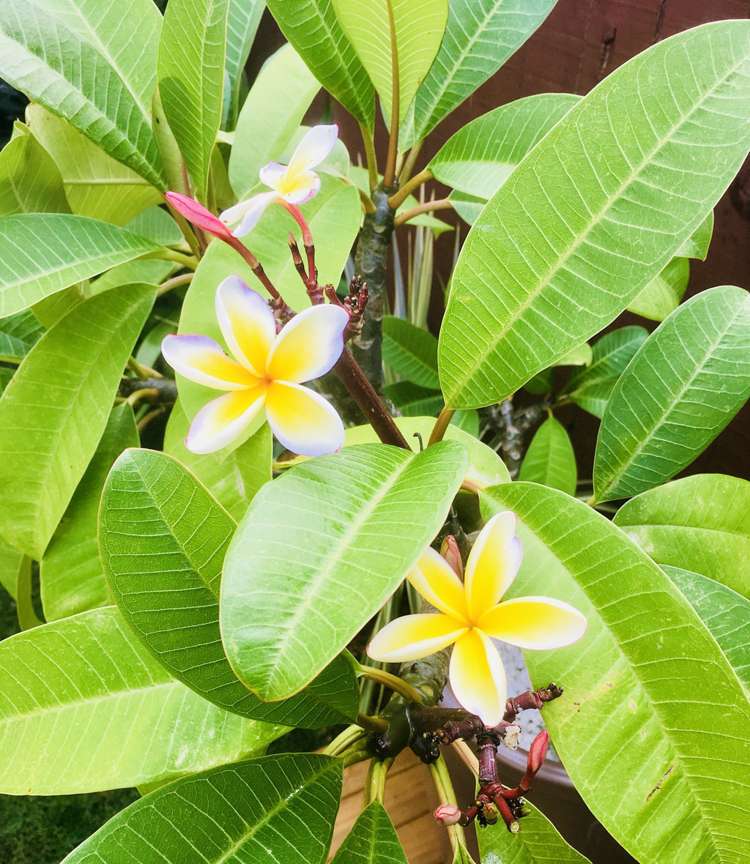 4/31 Abbotts Way Remuera_18