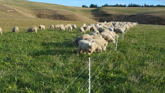 659 Ritchie Road Dunback_2