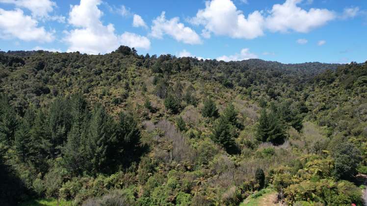 Town Belt East Greymouth_6