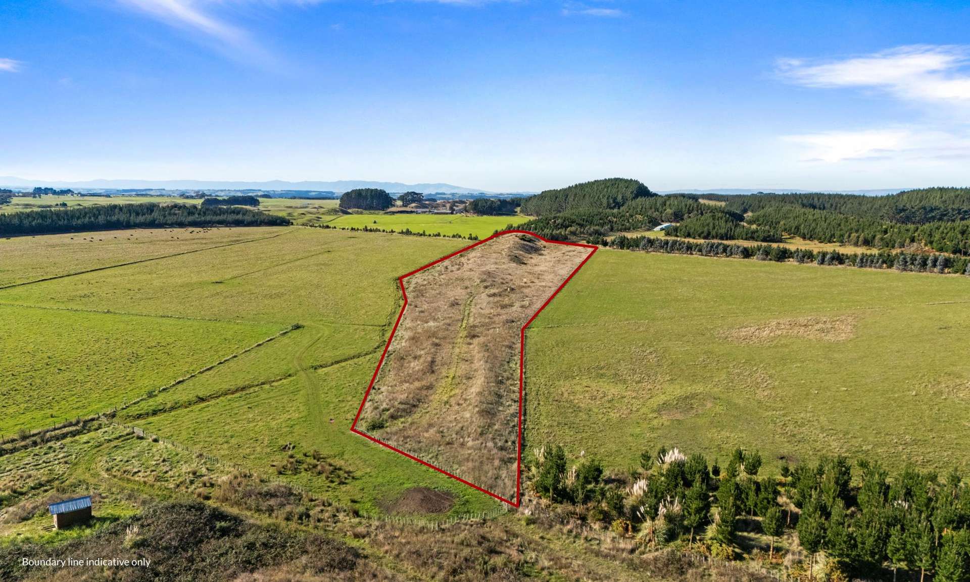 Lake Alice Road Bulls_0