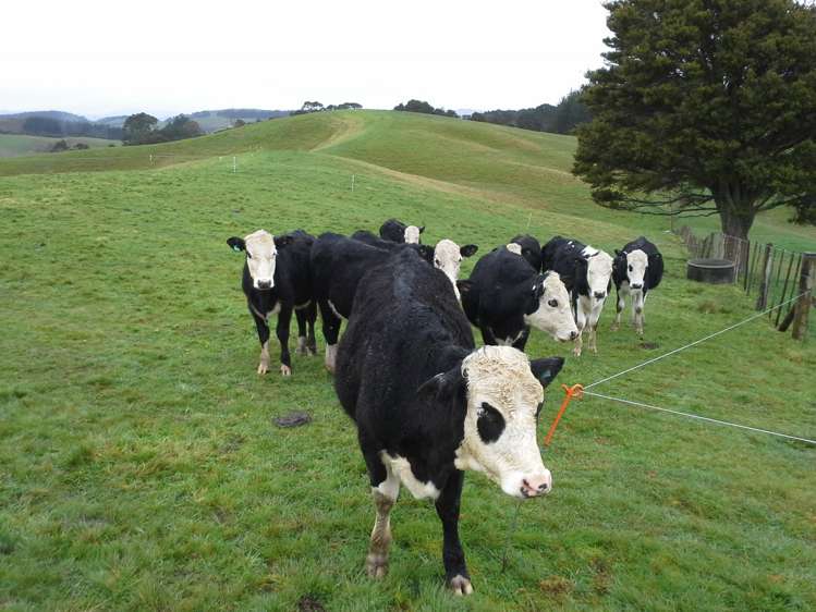 86 Brookby Road Brookby_14