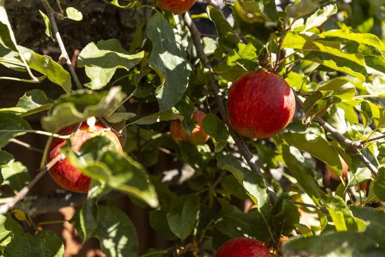 310a Scott Street Witherlea_24