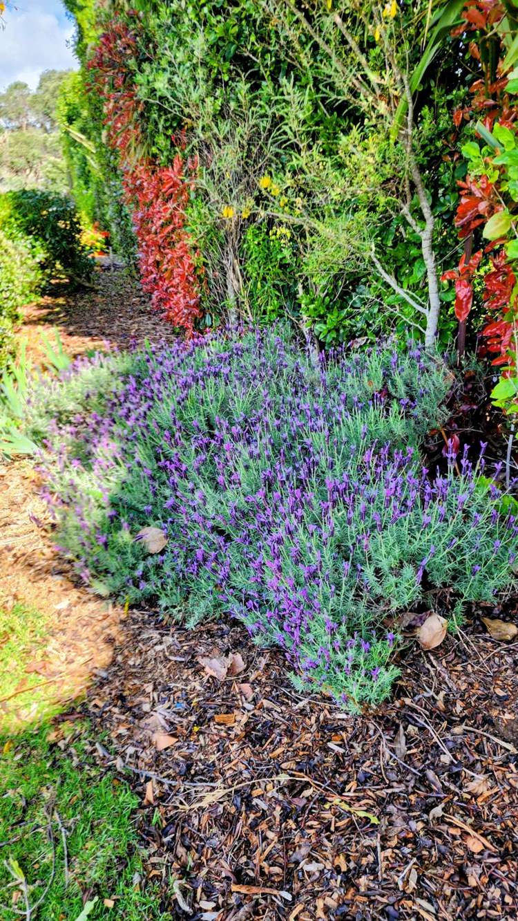 444F Matakawau Road Awhitu_9