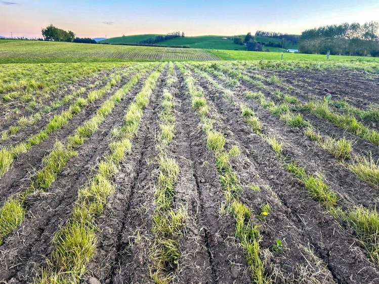 473 Clifden Gorge Road Eastern Bush_24