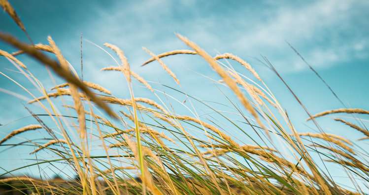 205 Rocking Horse Road Southshore_19