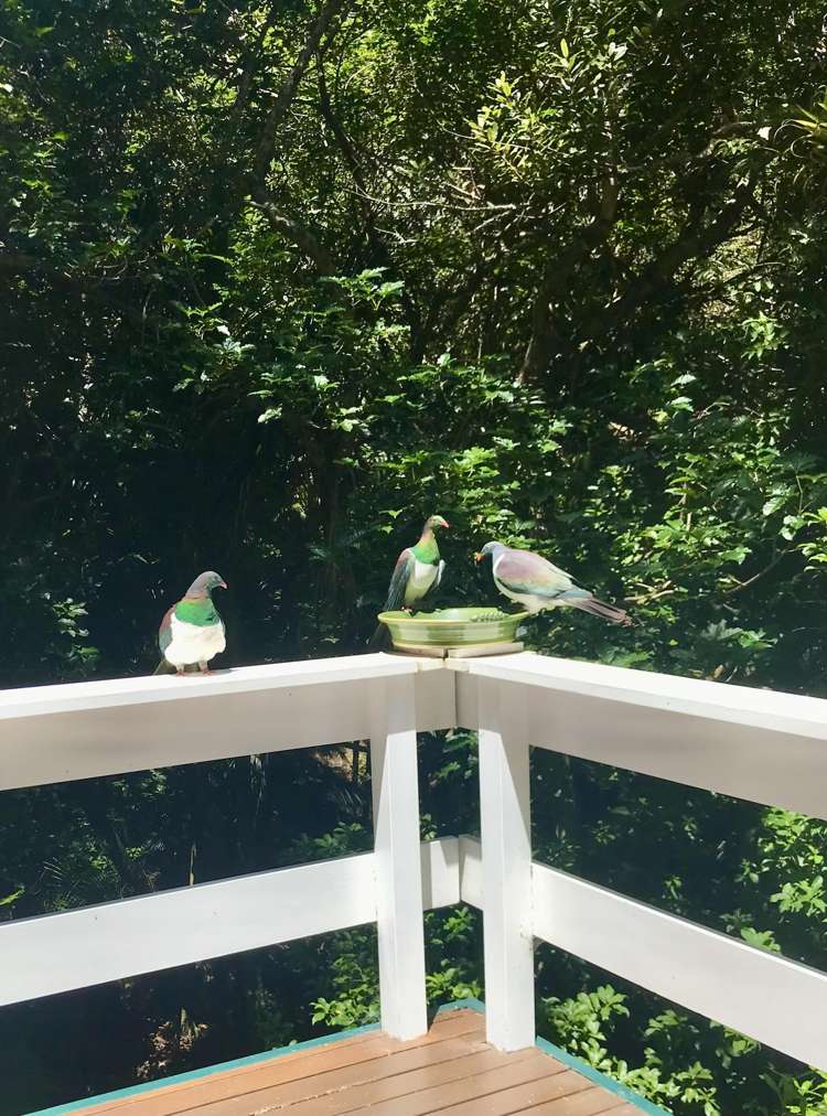 89 Brick Bay Drive Sandspit_6