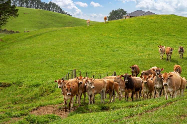 137 Lincoln Road Masterton_4