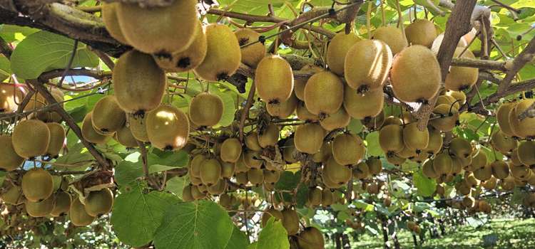 217 Maungarangi Road Te Puke_12