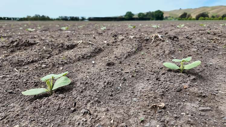 85 West Road Havelock North_11