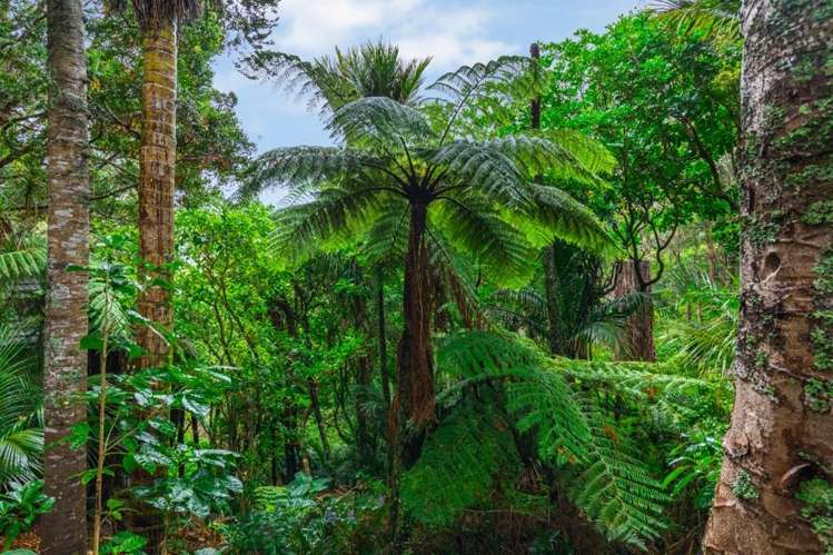 338 Huia Road Titirangi_15