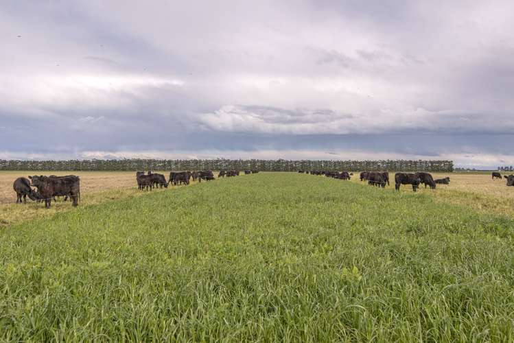 Taverners Road Chertsey_5