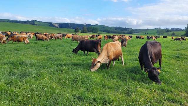 Profitable Entry Level Dairy Farm