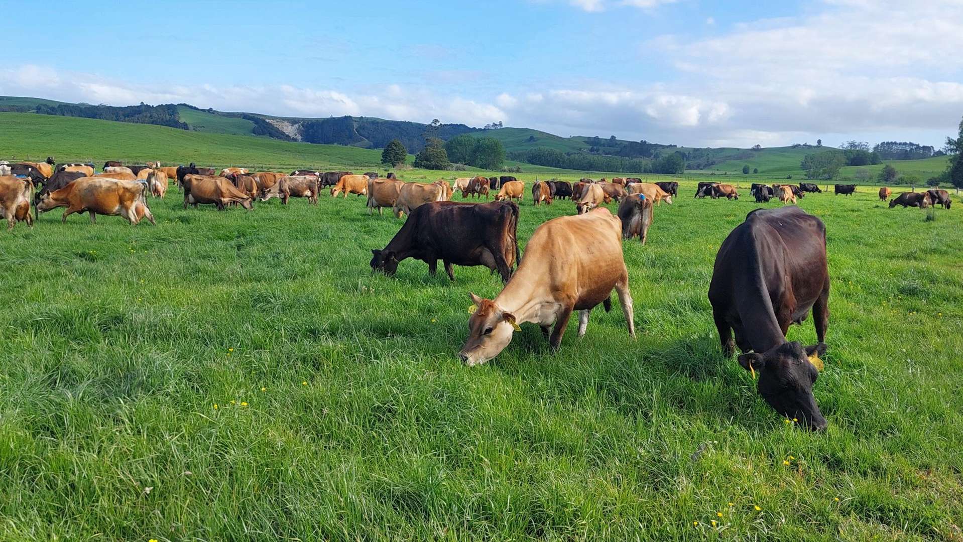 3308 State Highway 1 Hukerenui_0