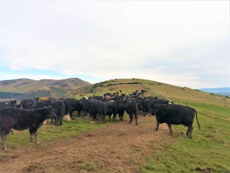 265 Glenfalloch Road Catlins Surrounds_5