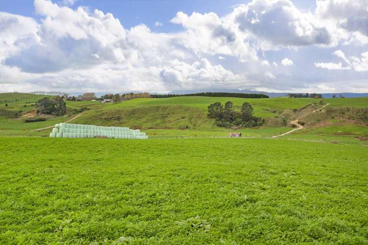 Piakonui Road Richmond Downs_7