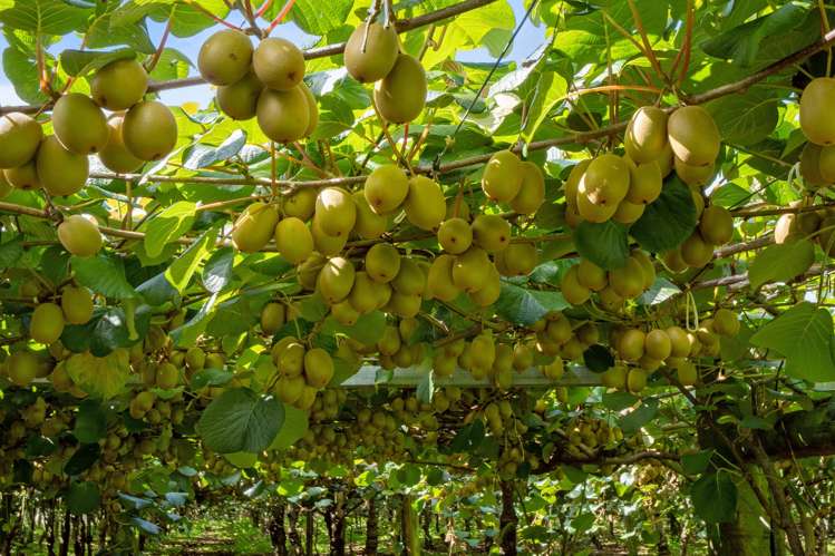 79 Woodlands Road Waihi Beach_1