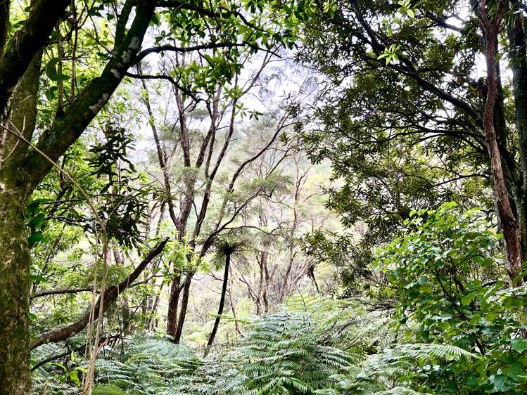 637a Awahou Road Murupara Surrounds_24