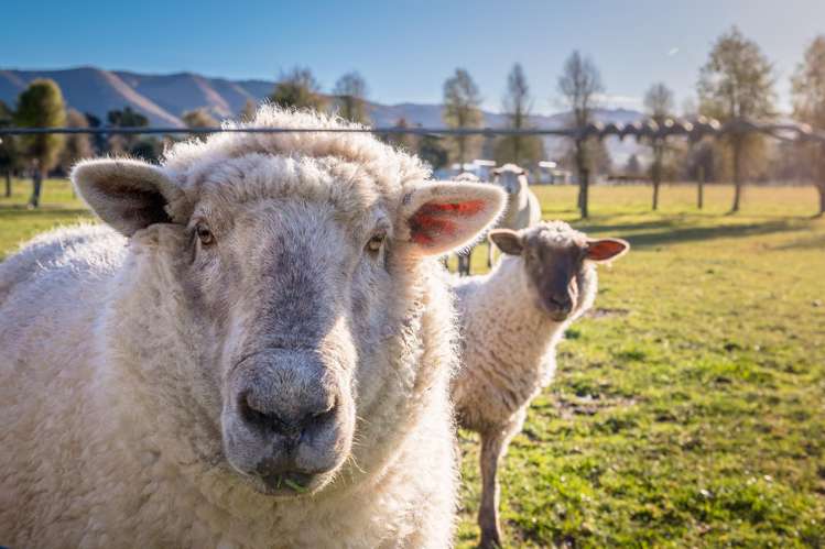 124 Waihao Back Road Waimate_14