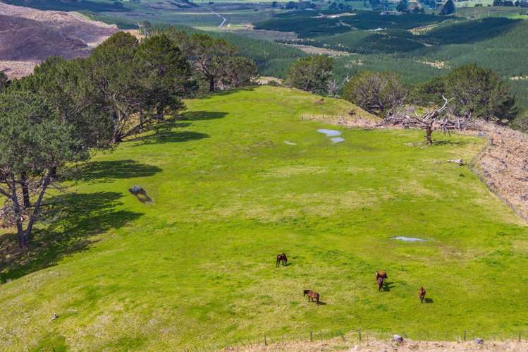 320 Babylon Coast Road Dargaville_24