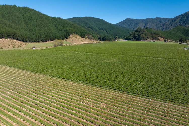 95 Speeds Road Koromiko_5