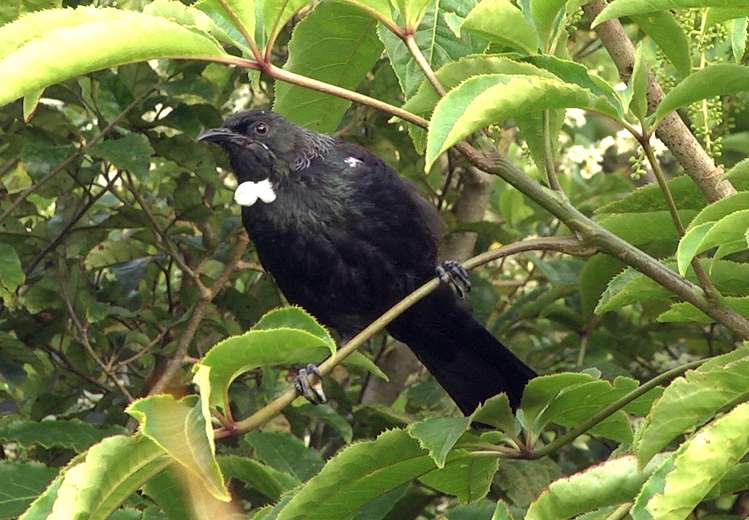11 Taraire Road Titirangi_20