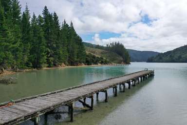 Queen Charlotte Forest_4