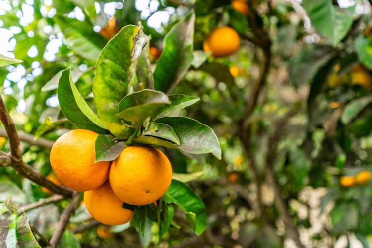 20d Driftwood Place Mangawhai Heads_26