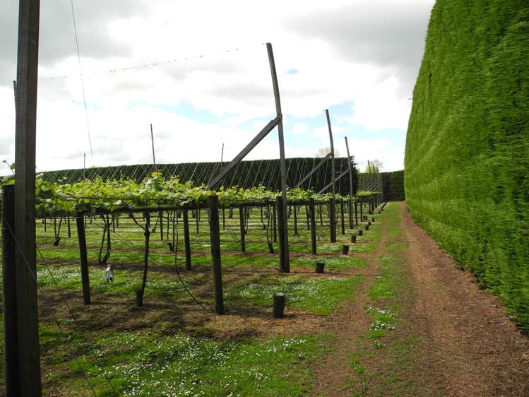 124 Bowman Road Te Awamutu_7