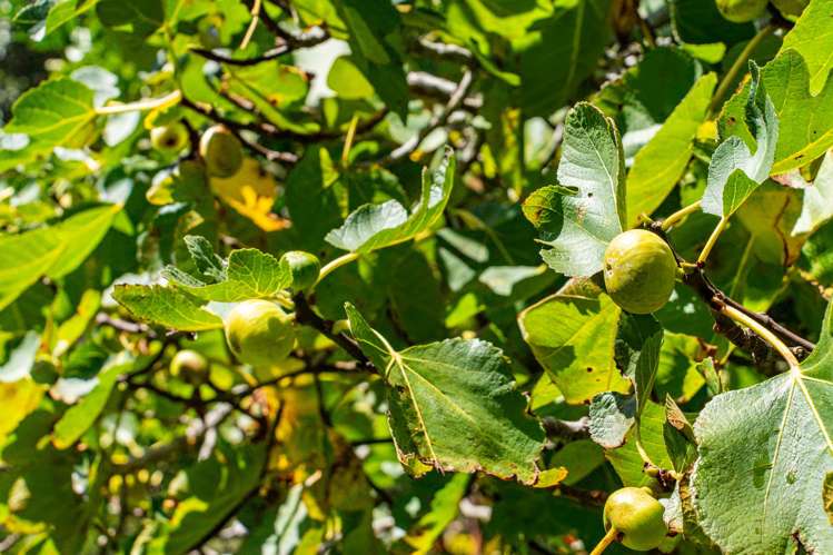 881 Whakapirau Road Whakapirau_35