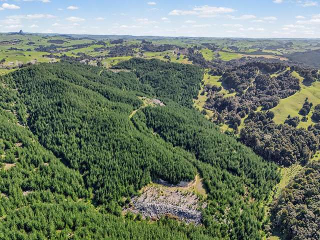 Mature forestry block - Arapohue